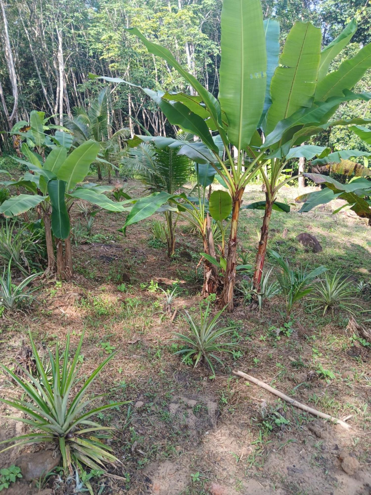 Pineapple Gardens Hotel Ko Kut Ngoại thất bức ảnh